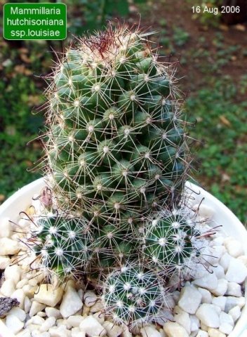 Mammillaria_ hutchisoniana _ssp.louisiae_ 05